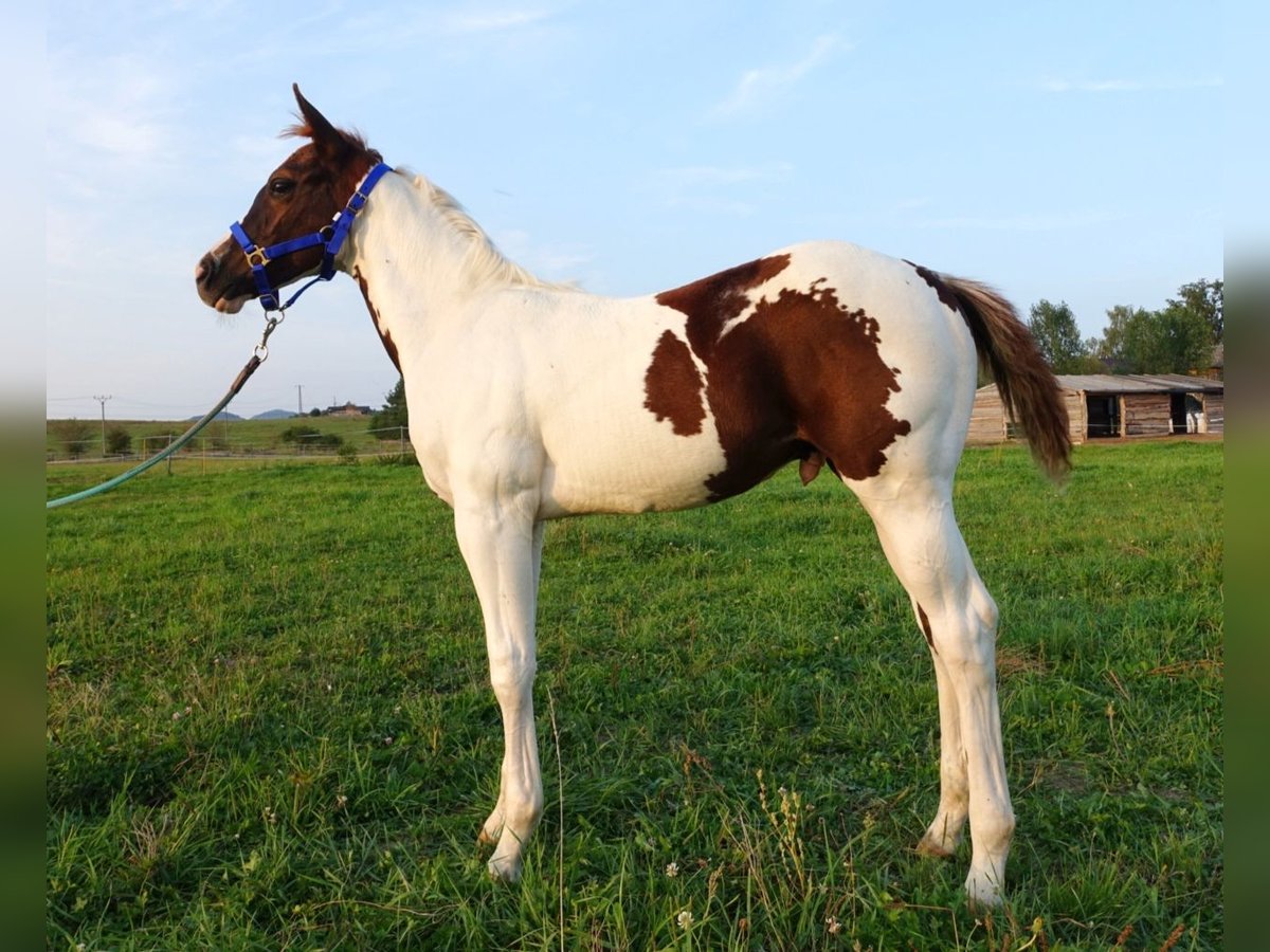 Paint Horse Étalon 1 Année 163 cm Tovero-toutes couleurs in Zakupy