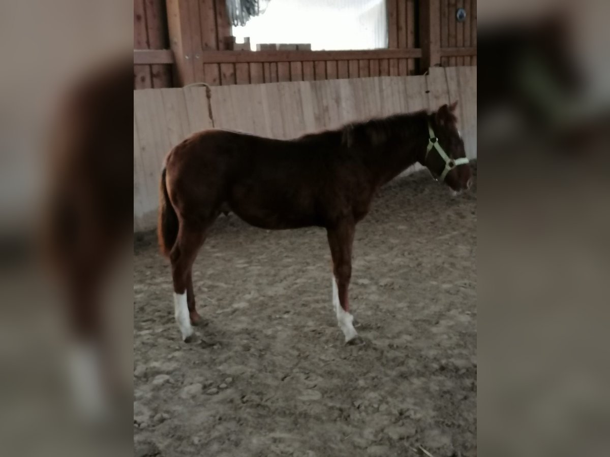 Paint Horse Étalon 1 Année Alezan brûlé in Kaufbeuren