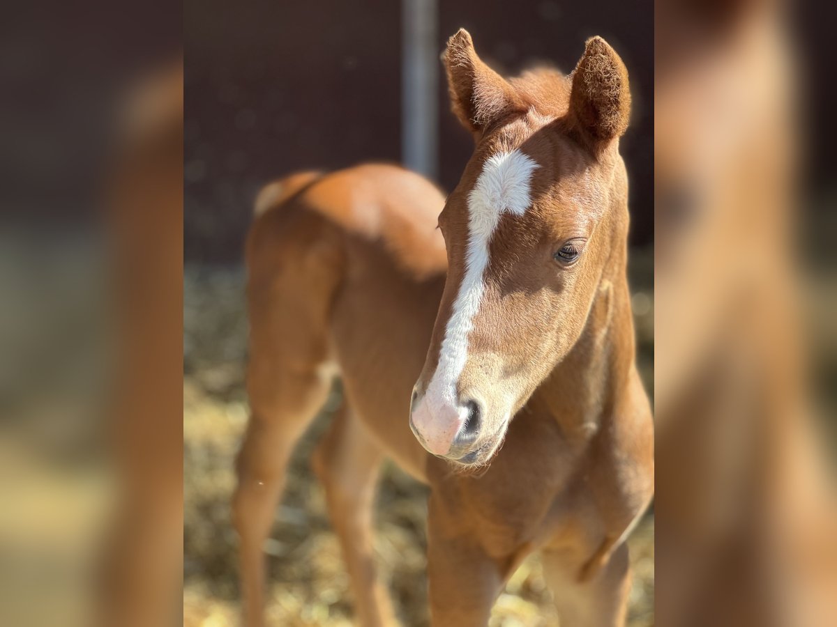 Paint Horse Étalon 1 Année Alezan in Prerow