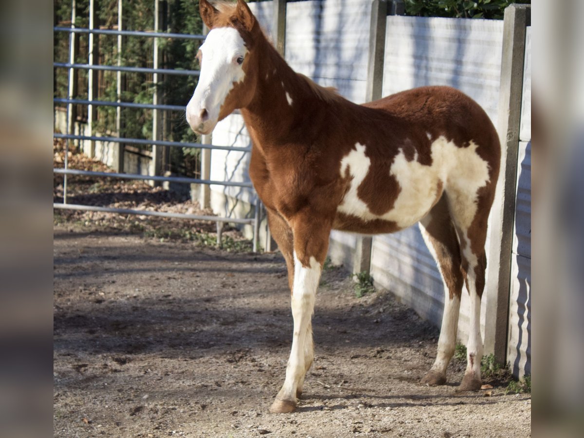 Paint Horse Étalon 1 Année Overo-toutes couleurs in Cantu&#39; Asnago