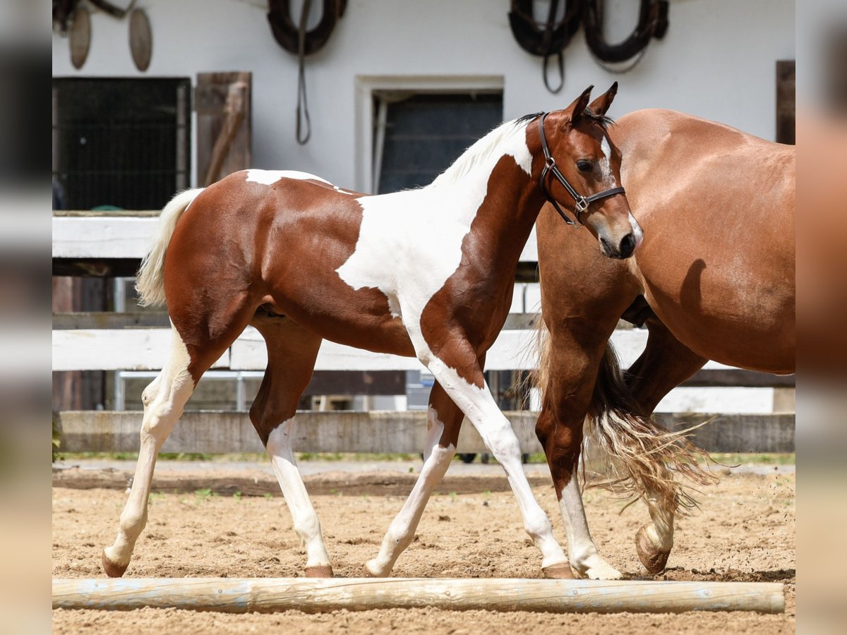 Paint Horse Étalon 1 Année Tobiano-toutes couleurs in Eckental