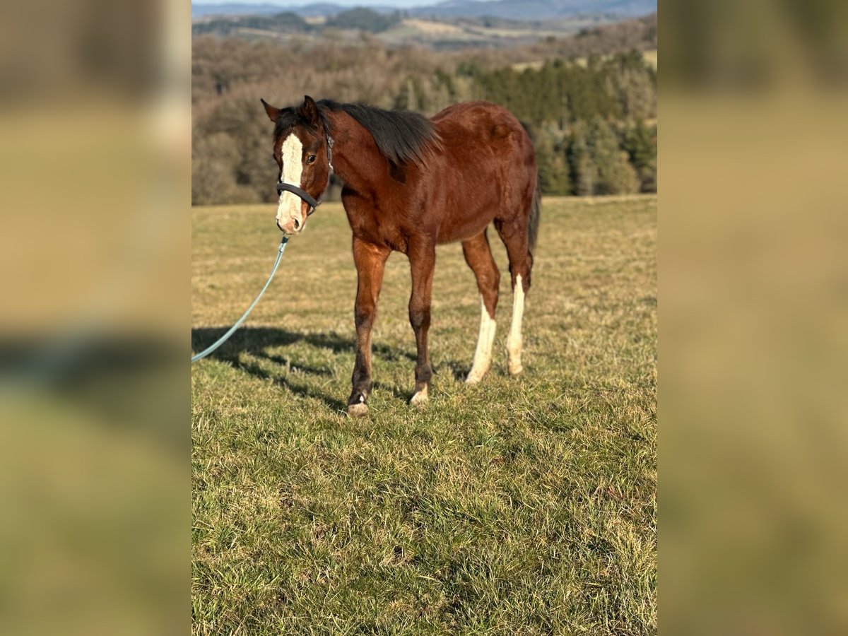 Paint Horse Étalon 1 Année in Hillesheim