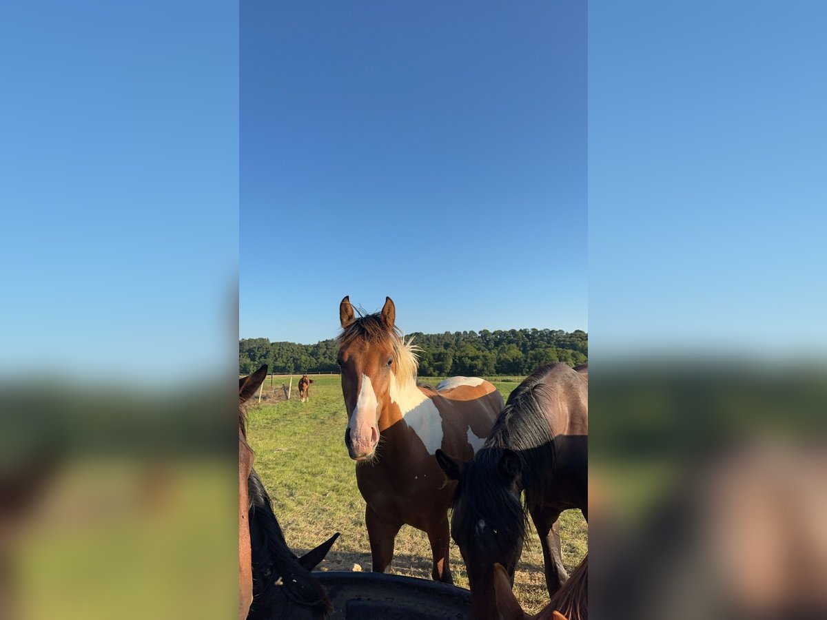 Paint Horse Étalon 2 Ans 140 cm Bai brun in lanouée