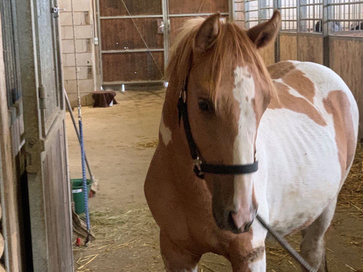 Paint Horse Croisé Étalon 2 Ans 150 cm Pinto in Buchen (Odenwald)