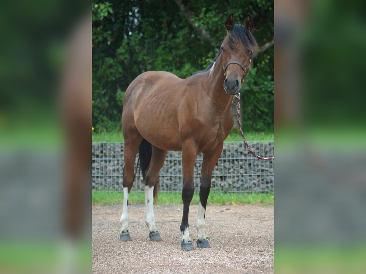 Paint Horse Étalon 2 Ans 150 cm Pinto in Nohfelden