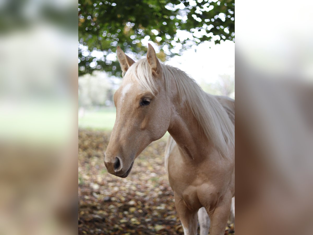 Paint Horse Étalon 2 Ans 151 cm Palomino in Neukirchen/Erzgebirge