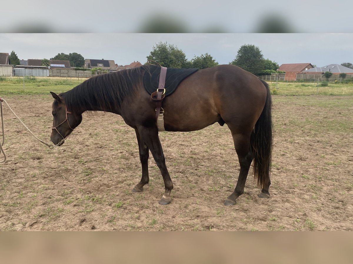 Paint Horse Étalon 2 Ans 152 cm Bai brun foncé in Geel