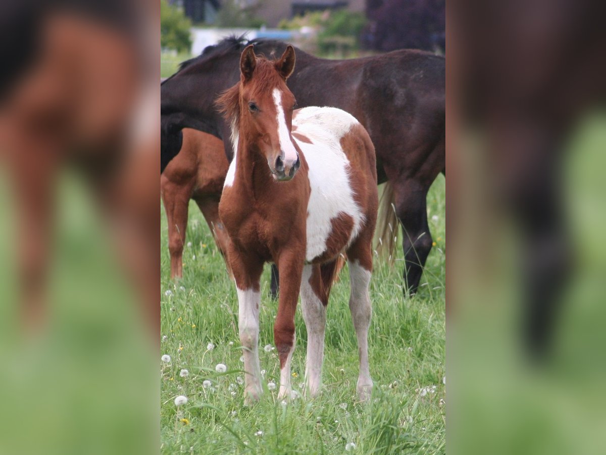 Paint Horse Étalon 2 Ans 154 cm Alezan brûlé in Düsseldorf