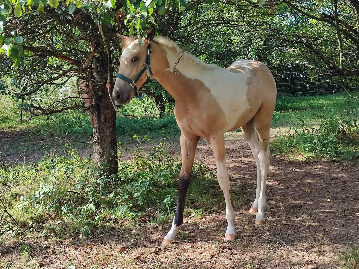 Paint Horse Étalon 2 Ans 170 cm Buckskin in Grimma