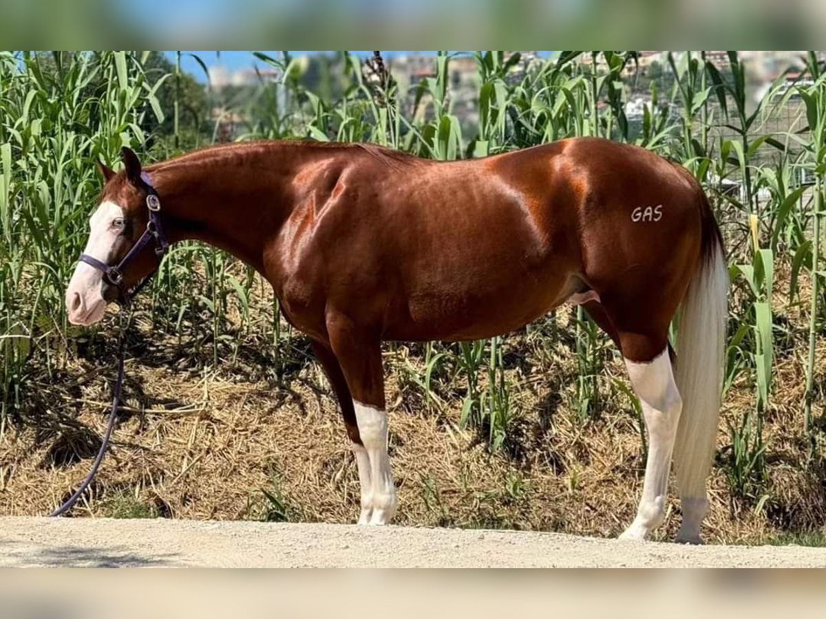 Paint Horse Étalon 2 Ans Overo-toutes couleurs in San Giovanni