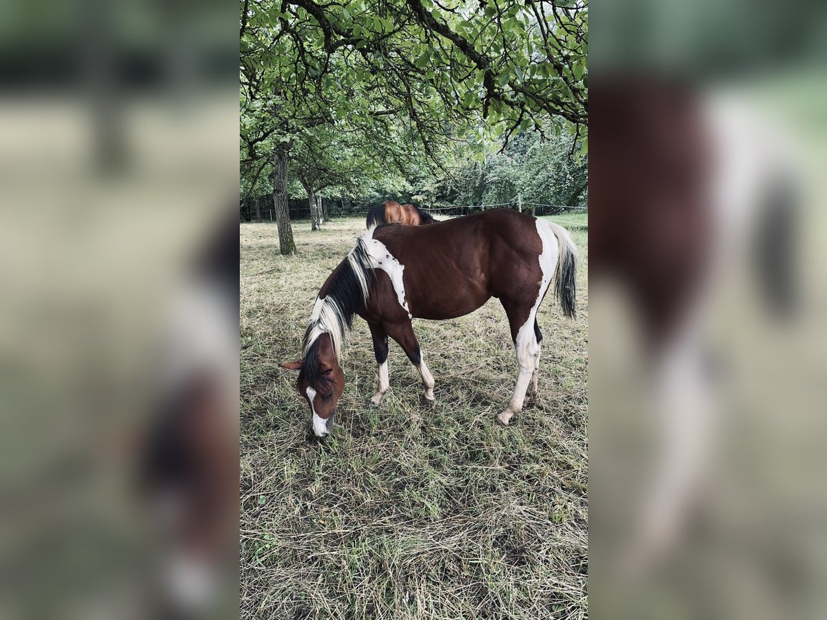 Paint Horse Étalon 3 Ans 150 cm Tobiano-toutes couleurs in Erligheim