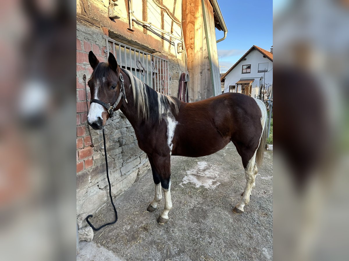 Paint Horse Étalon 4 Ans 150 cm Tobiano-toutes couleurs in Erligheim