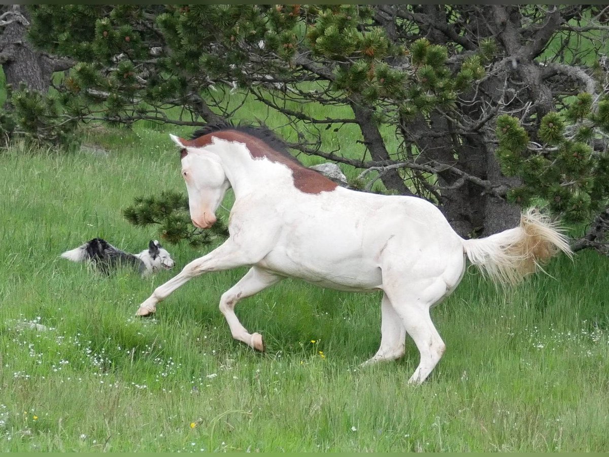 Paint Horse Étalon 5 Ans 149 cm Bai cerise in ST IZAIRE