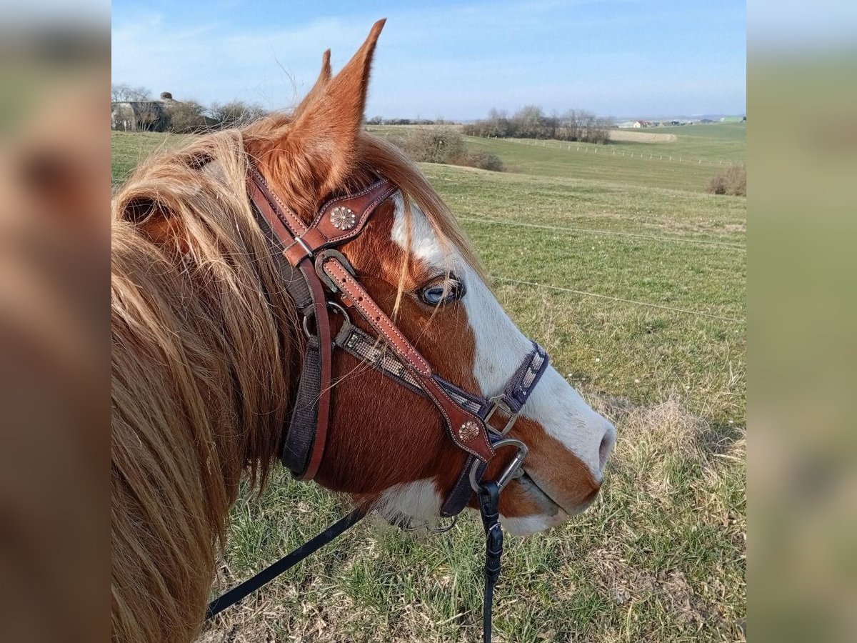 Paint Horse Étalon 8 Ans Overo-toutes couleurs in Petit-R&#xE9;derching