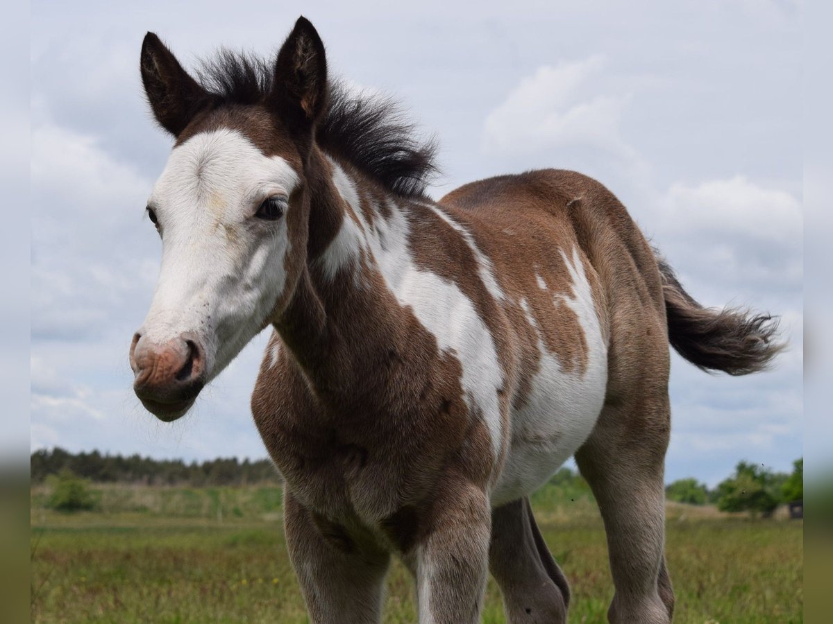 Paint Horse Étalon  150 cm Overo-toutes couleurs in Neustadt Dosse
