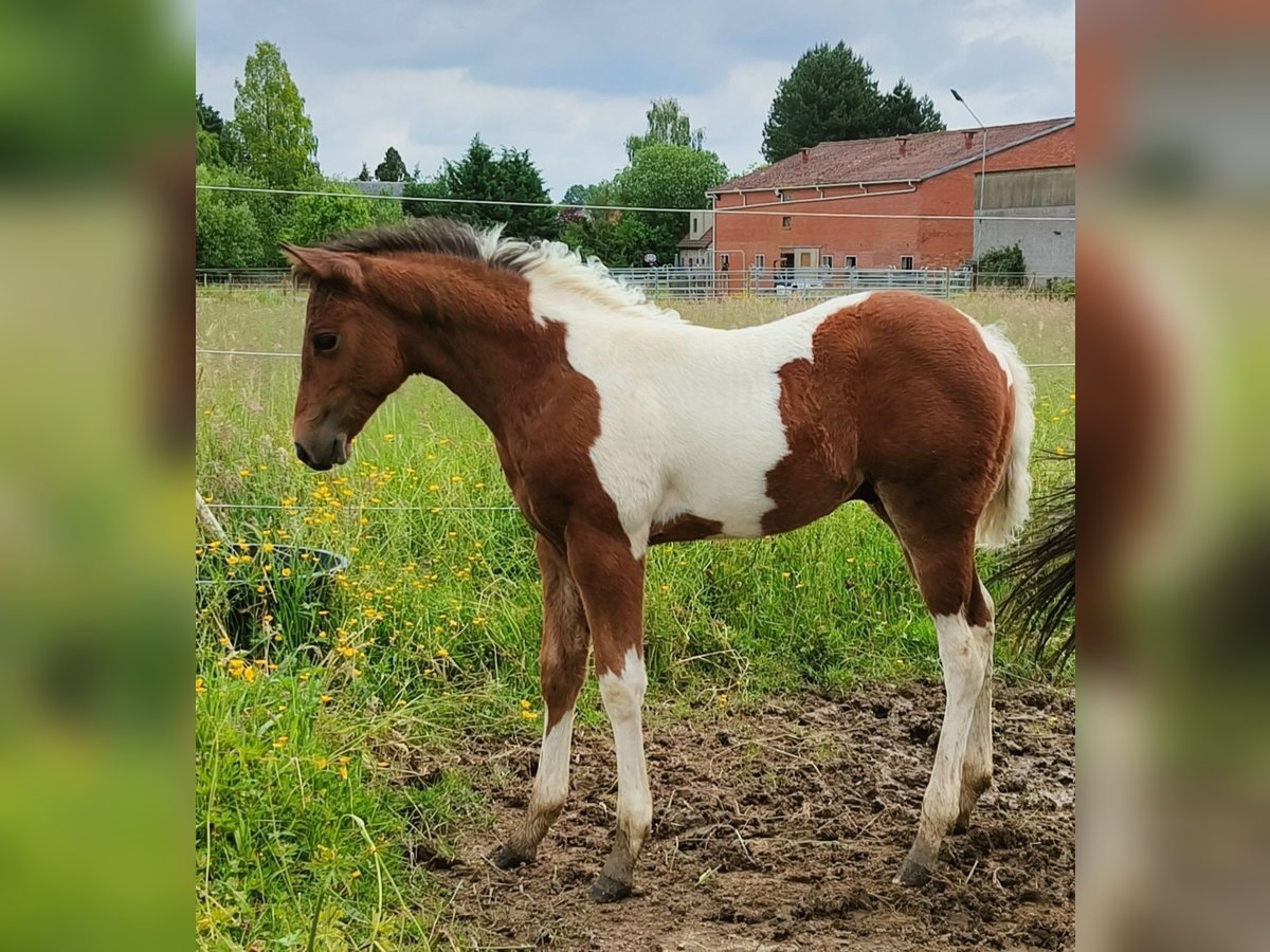 Paint Horse Étalon Poulain (03/2024) 150 cm Tobiano-toutes couleurs in Molenbeek-Wersbeek