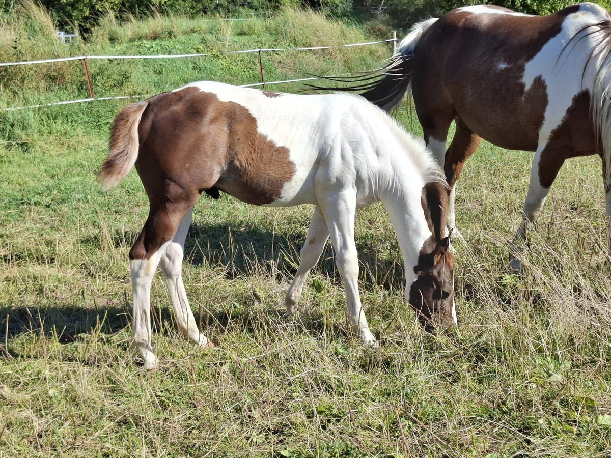 Paint Horse Étalon Poulain (04/2024) 152 cm Tobiano-toutes couleurs in Auengrund