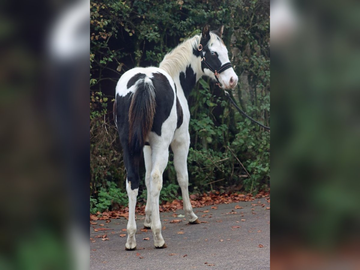 Paint Horse Étalon Poulain (04/2024) 152 cm Tovero-toutes couleurs in Hellenthal