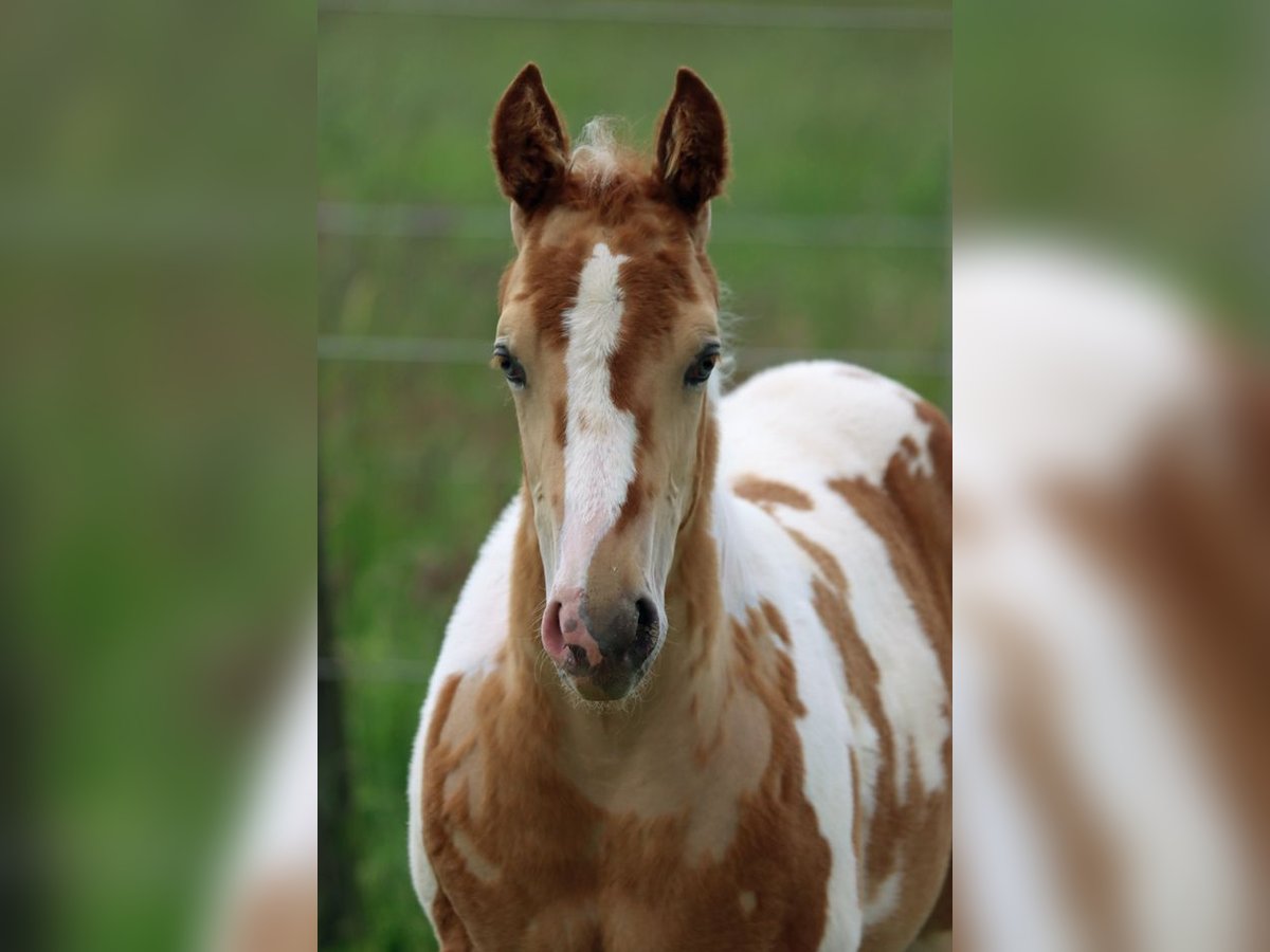 Paint Horse Étalon Poulain (04/2024) 153 cm Champagne in Hellenthal