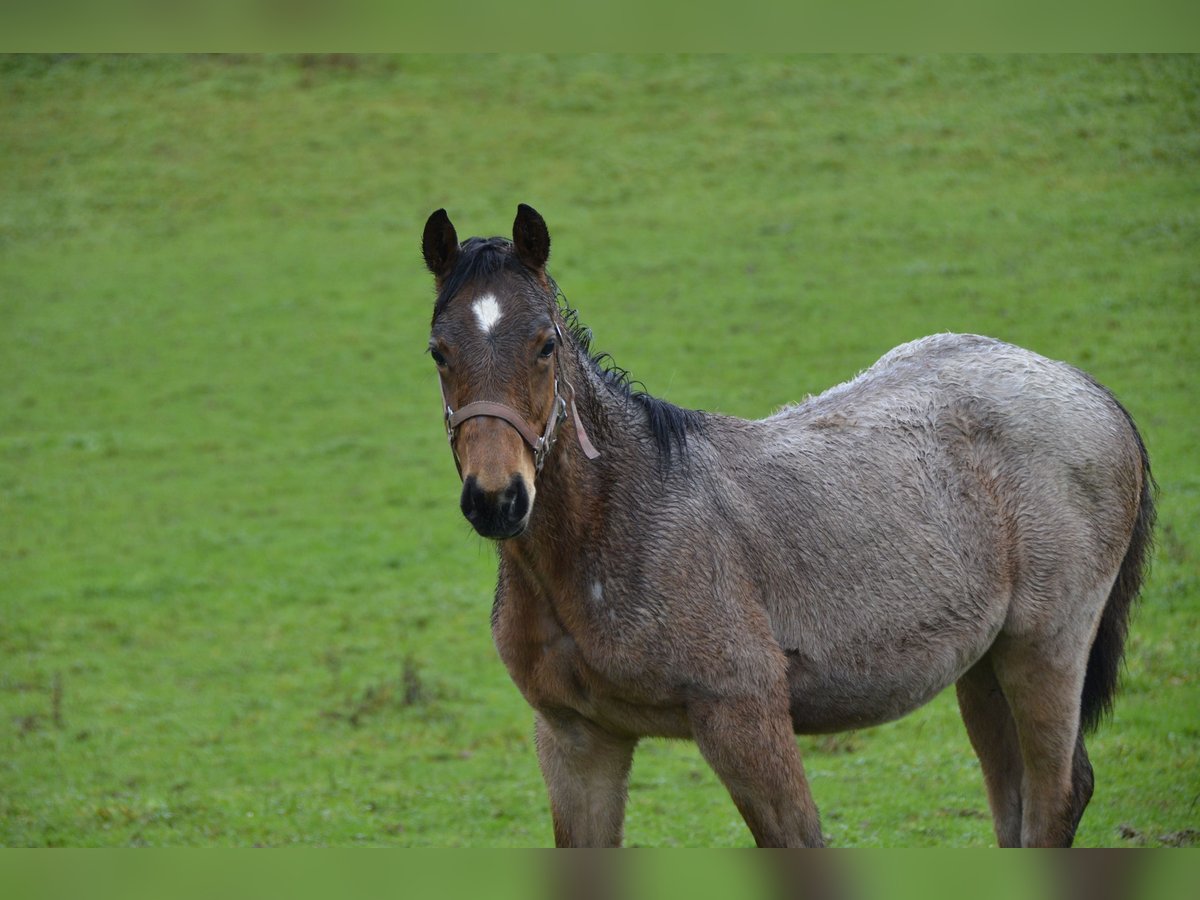 Paint Horse Étalon  Roan-Bay in Odenthal