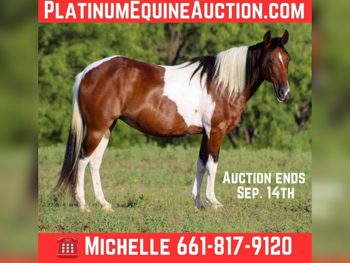 Paint Horse Gelding 10 years 13,2 hh Tobiano-all-colors in Stephenville TX