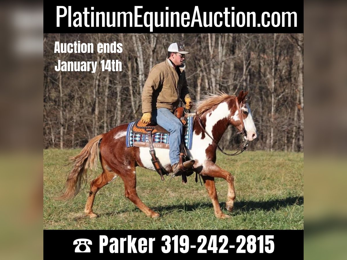 Paint Horse Gelding 10 years 14,1 hh Overo-all-colors in Somerset, KY