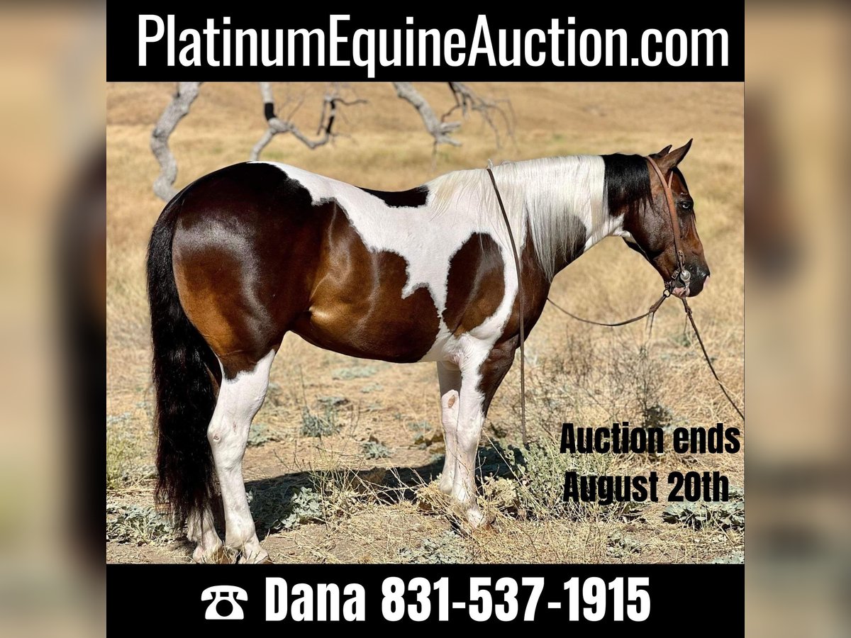 Paint Horse Gelding 10 years 14,2 hh Tobiano-all-colors in Paicines, CA