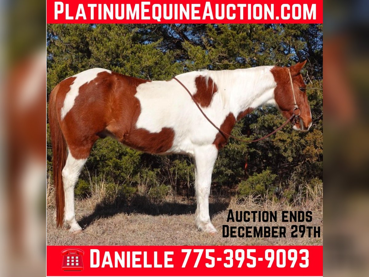 Paint Horse Gelding 10 years 14,2 hh Tobiano-all-colors in Guthrie OK