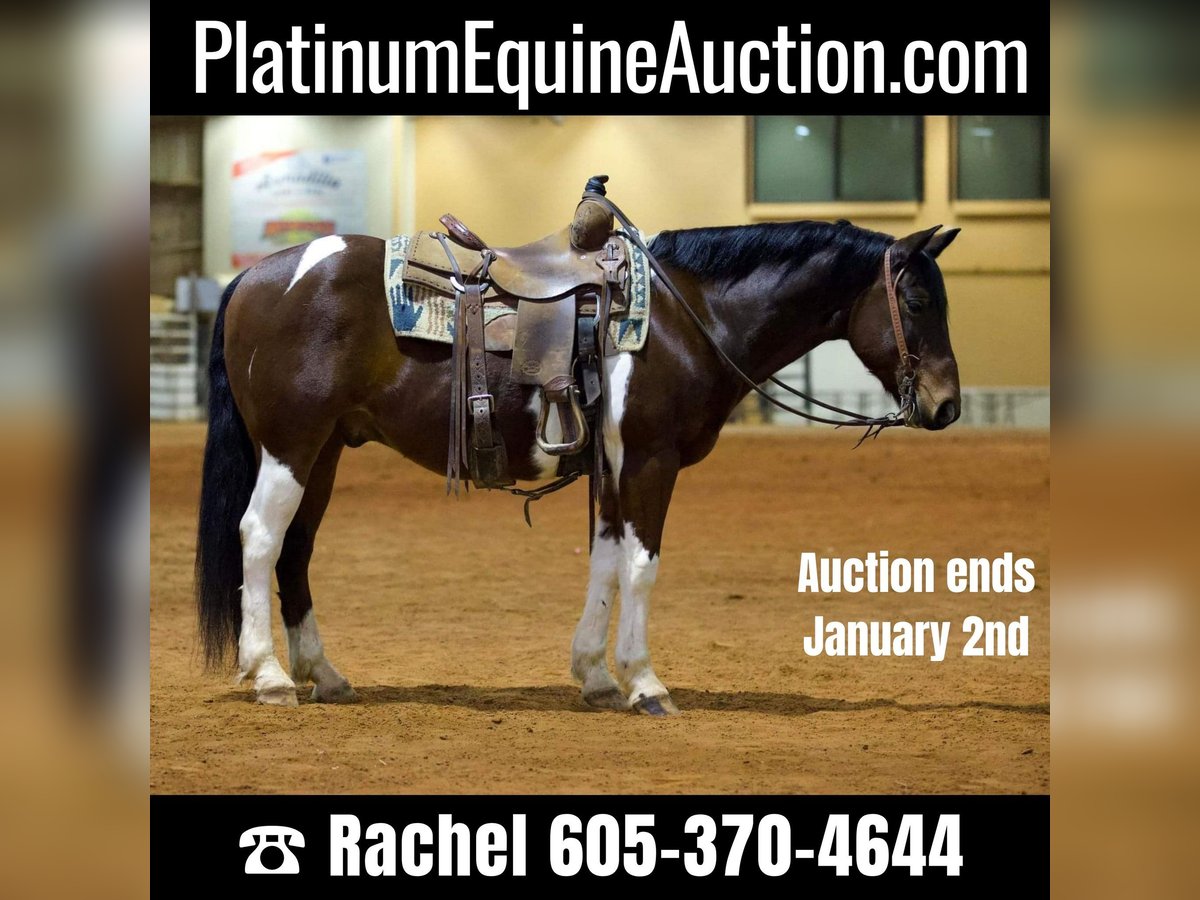 Paint Horse Gelding 10 years 14,2 hh Tobiano-all-colors in Rusk TX