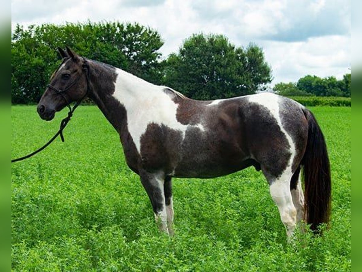 Paint Horse Gelding 10 years 14,2 hh Tobiano-all-colors in Princeville