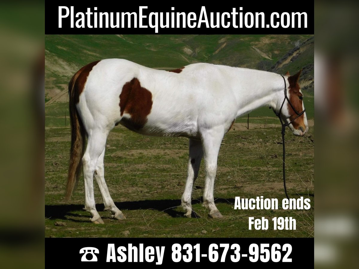 Paint Horse Gelding 10 years 15,1 hh Tobiano-all-colors in Gielding