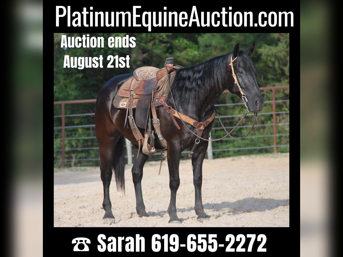 Paint Horse Gelding 10 years in Grapeland tX