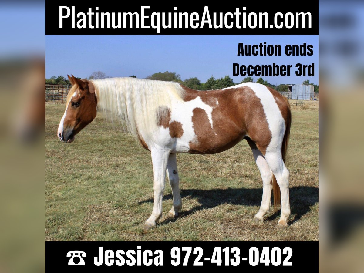 Paint Horse Gelding 10 years Tobiano-all-colors in Ravenna Tx