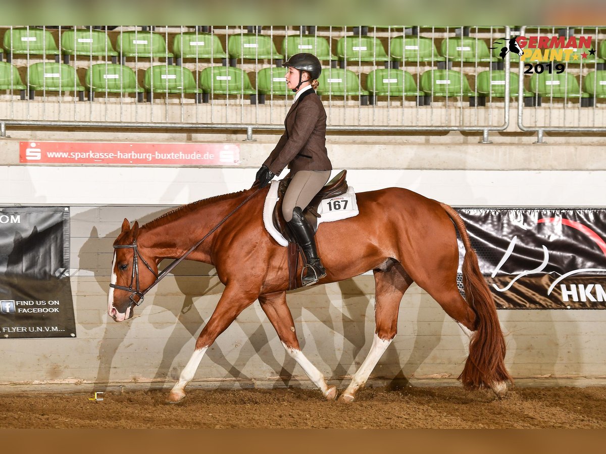 Paint Horse Gelding 11 years 16,1 hh Chestnut-Red in Hildesheim