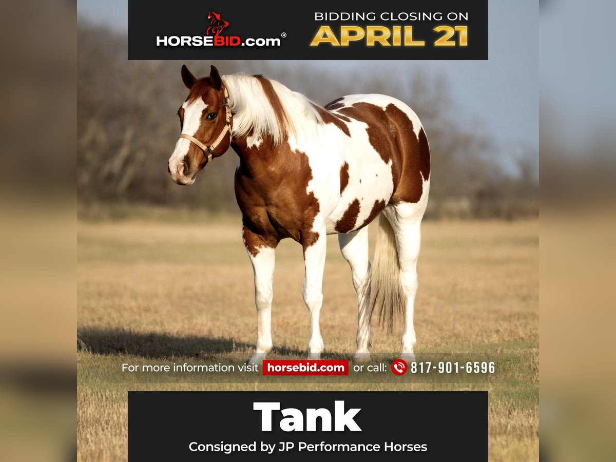 Paint Horse Gelding 11 years 16 hh Tobiano-all-colors in Weatherford, TX