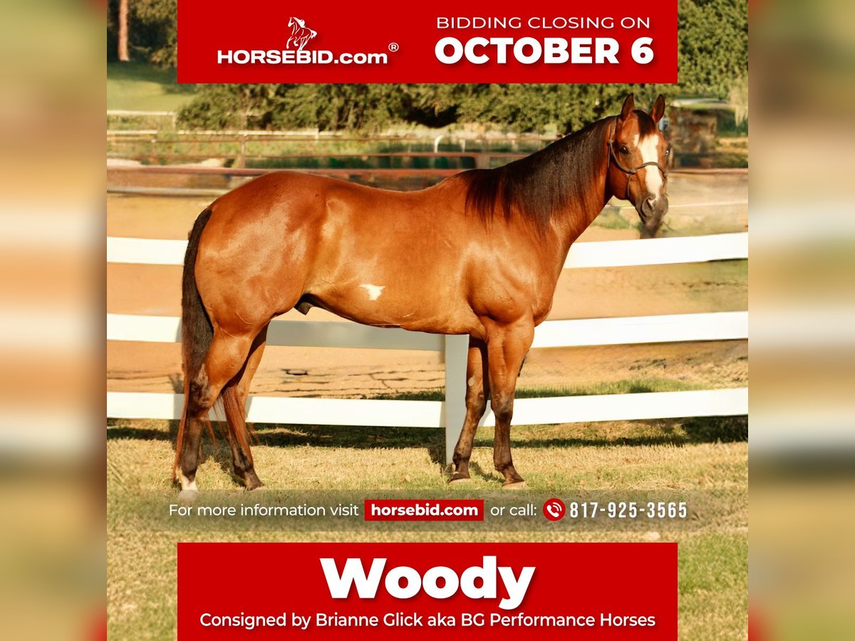 Paint Horse Gelding 11 years 16,2 hh Bay in Weatherford