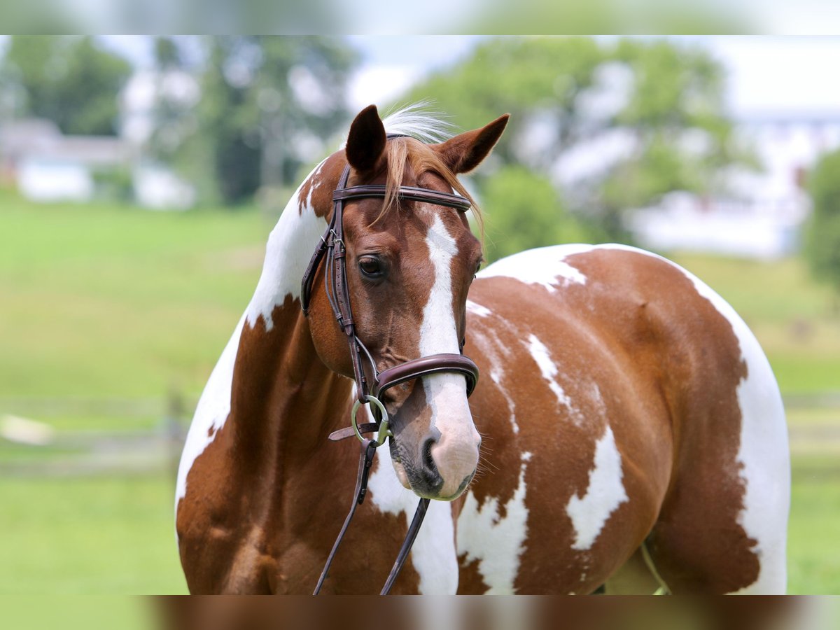Paint Horse Gelding 11 years Pinto in Gap Paint Horse Gelding 11 years Pinto in Gap