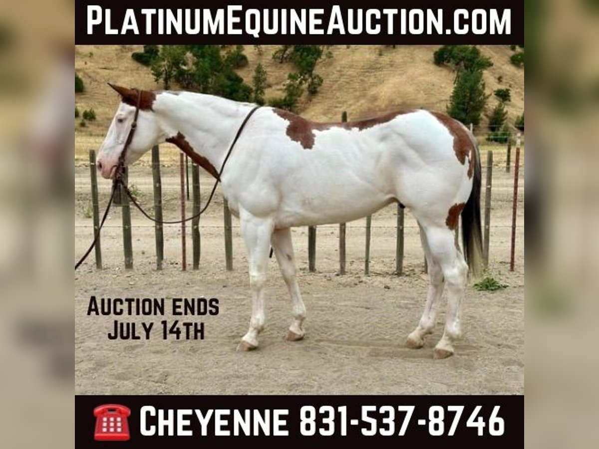 Paint Horse Gelding 12 years 14,3 hh Overo-all-colors in Bitterwater CA