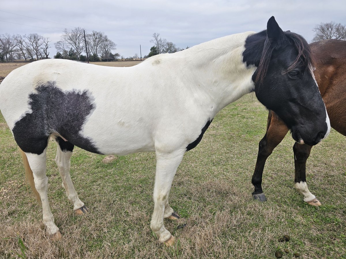 Paint Horse Gelding 12 years 14 hh Black in Teague, TX