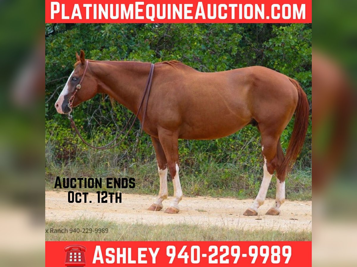Paint Horse Gelding 13 years 16 hh Chestnut in Stephenville TX