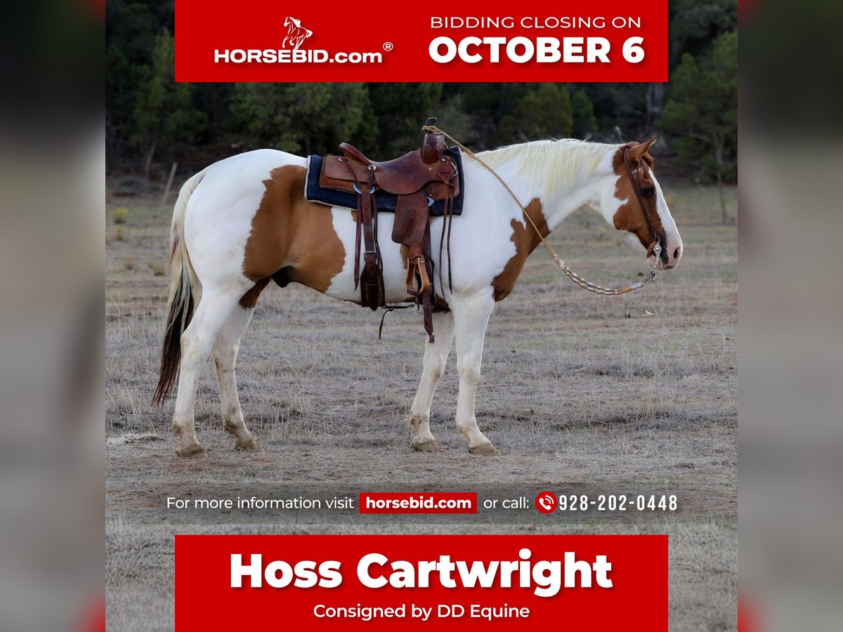 Paint Horse Gelding 14 years 15,3 hh Tovero-all-colors in Camp Verde