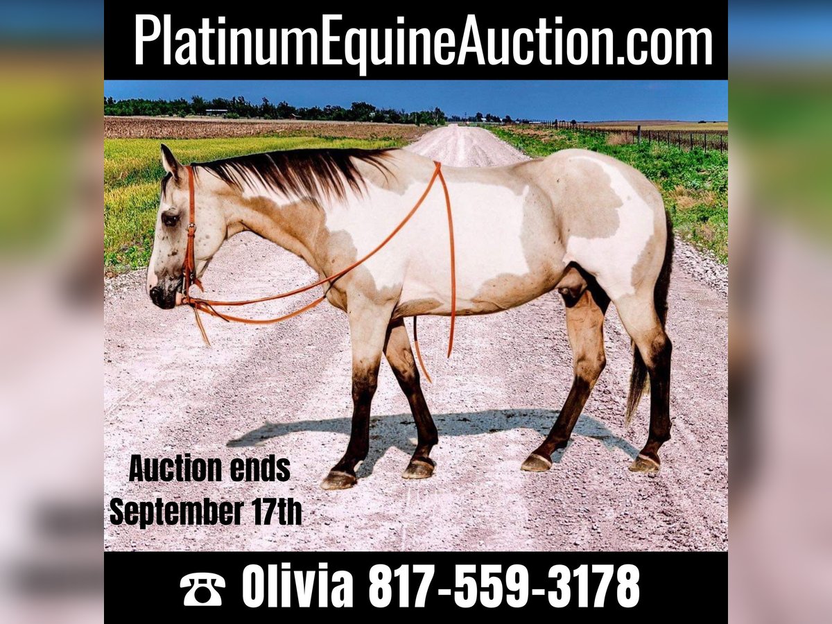 Paint Horse Gelding 15 years 15 hh Overo-all-colors in Weatherford TX