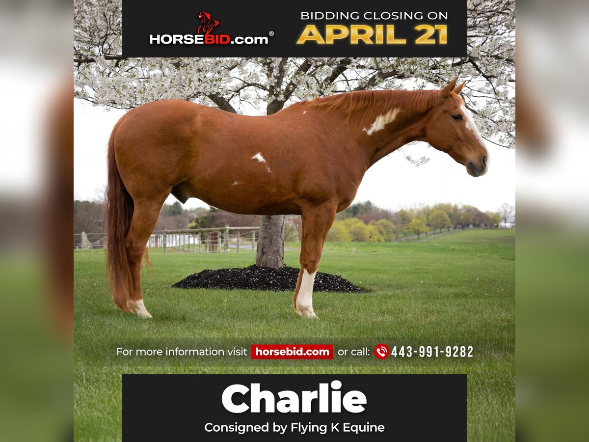 Paint Horse Gelding 15 years 16,1 hh in Westminster, MD