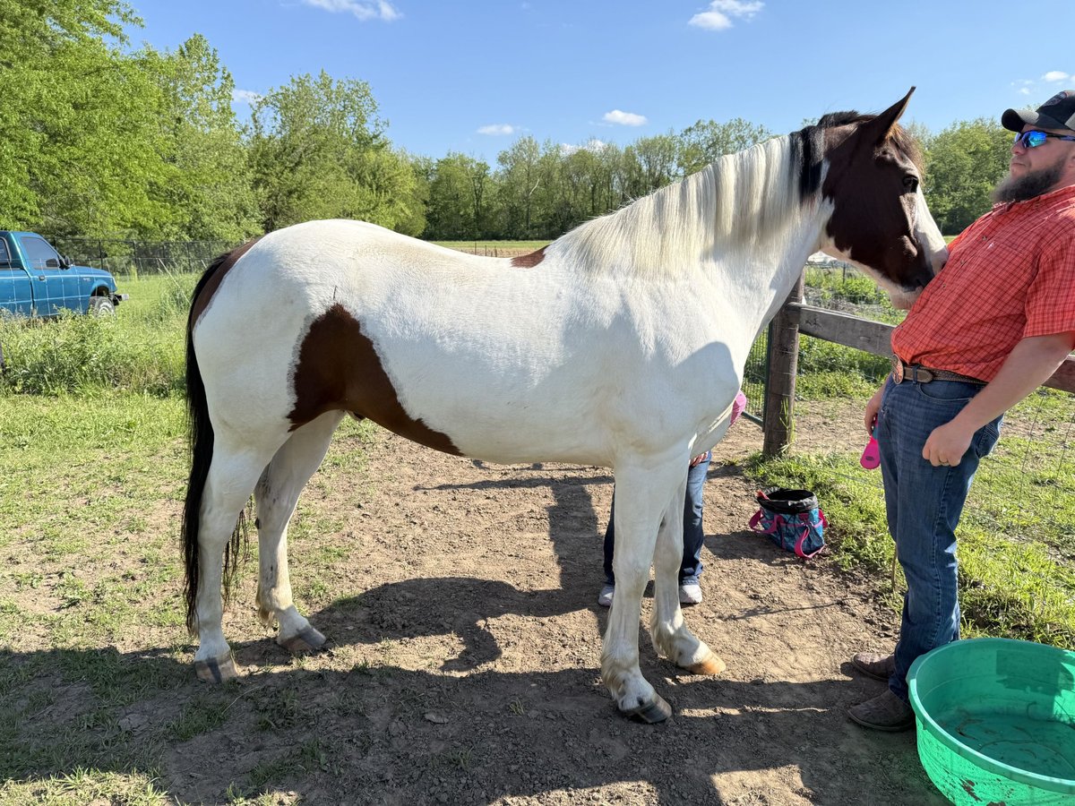 Paint Horse Gelding 15 years Pinto in Huntington
