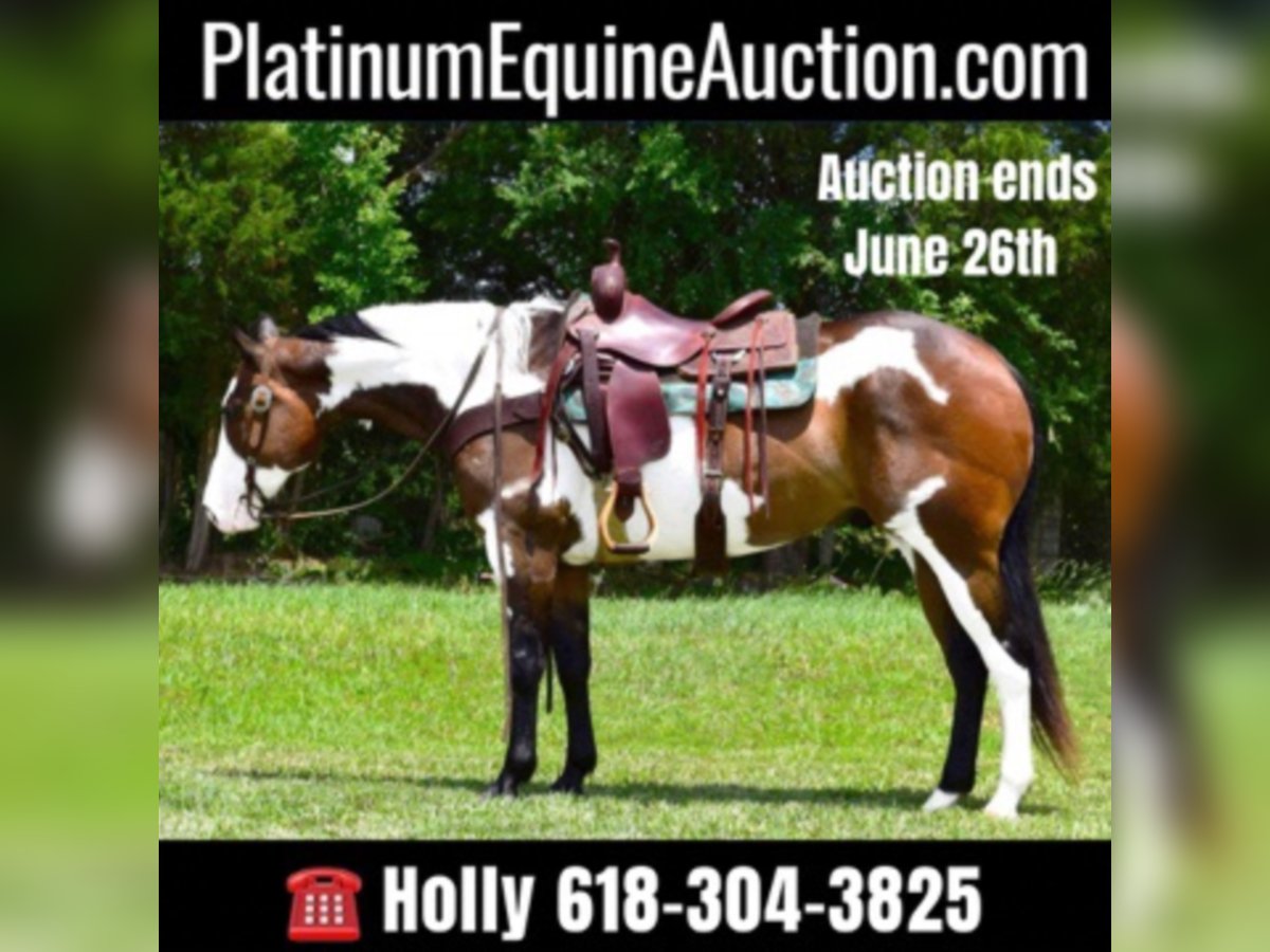 Paint Horse Gelding 16 years Overo-all-colors in Greeneville Ky