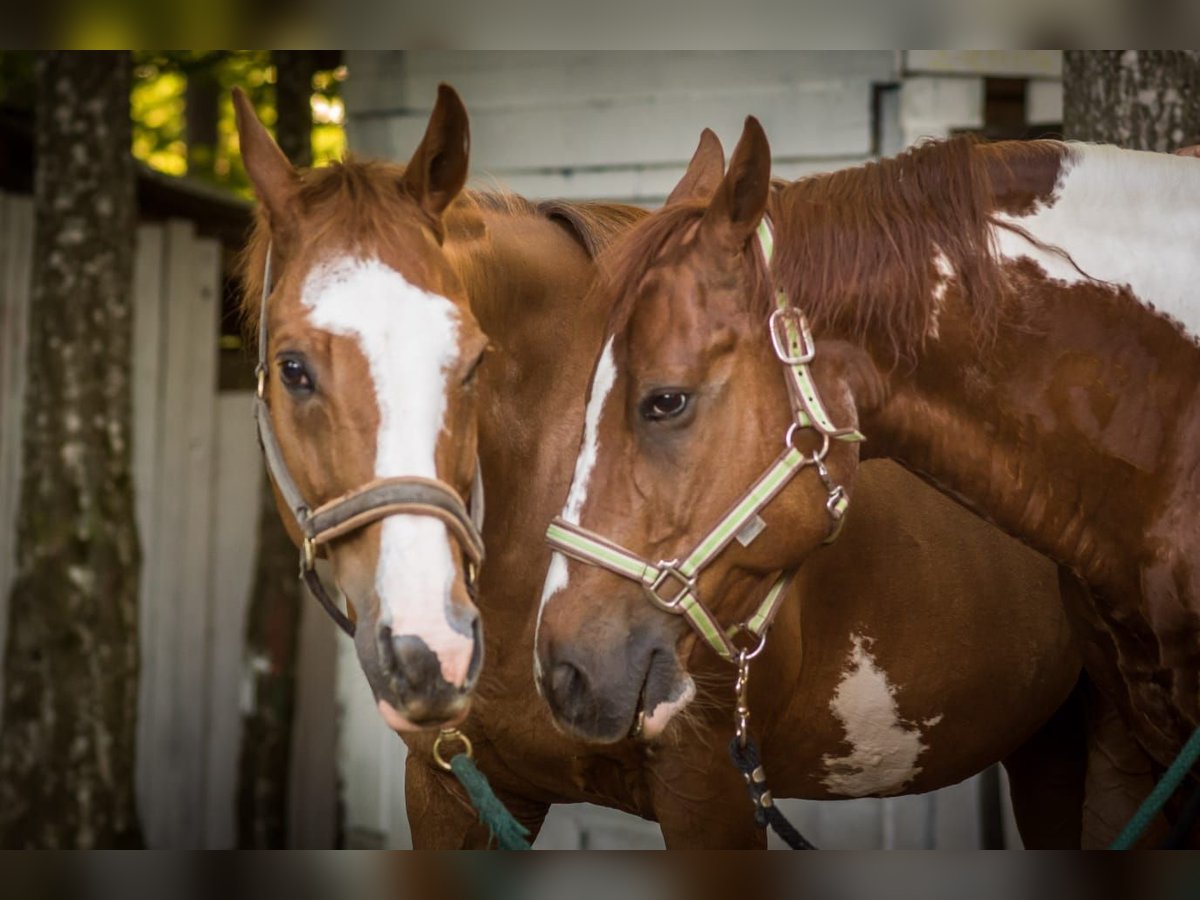 Paint Horse Gelding 18 years 14,3 hh Tobiano-all-colors in Tübingen