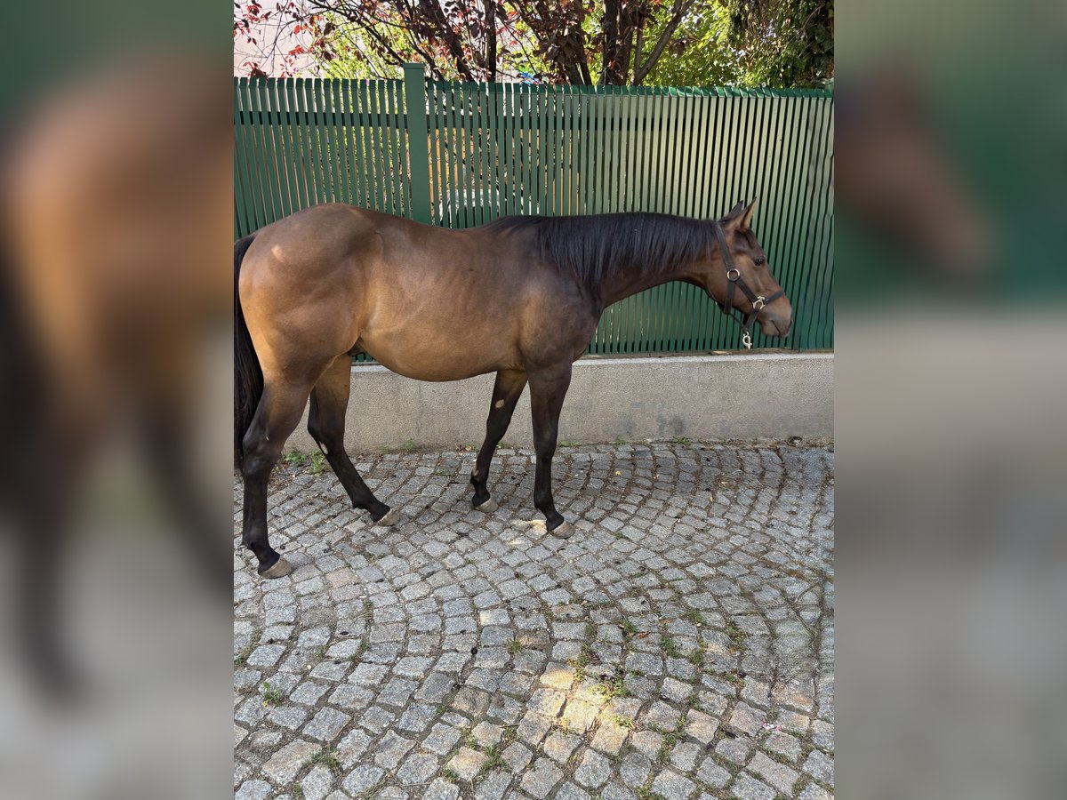 Paint Horse Gelding 1 year Brown in Saubersdorf