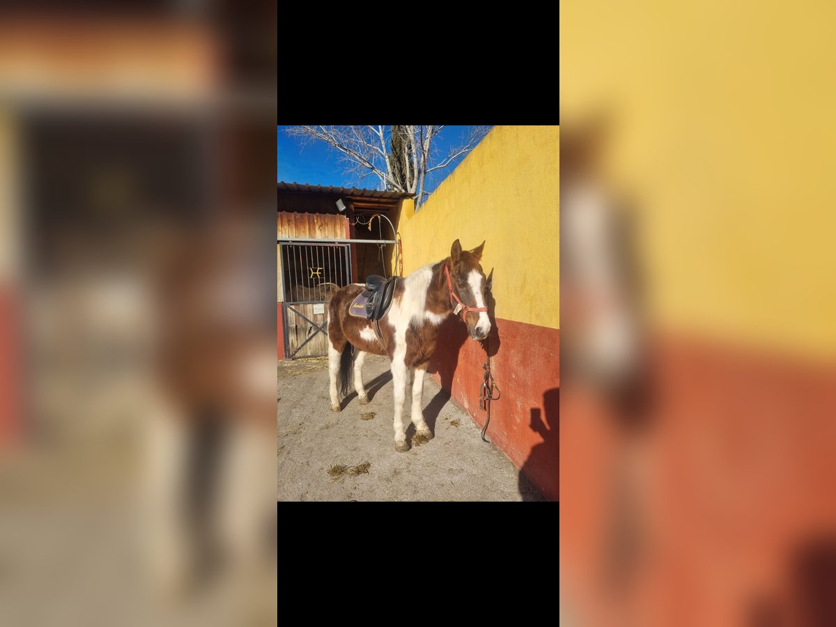 Paint Horse Gelding 23 years in Cuenca