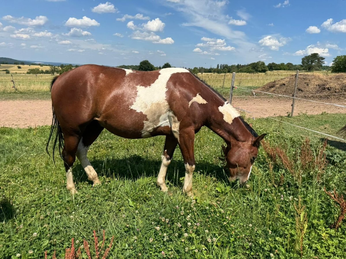 Paint Horse Gelding 2 years 14,2 hh Tobiano-all-colors in Straubenhardt