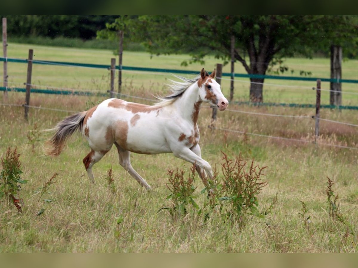 Paint Horse Gelding 2 years 14,2 hh Overo-all-colors in Hellenthal